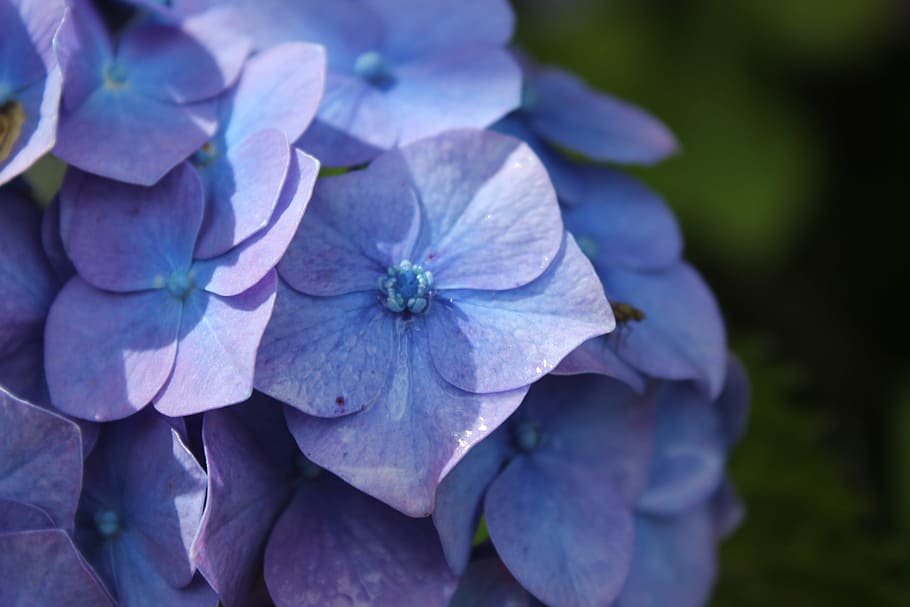 hydrangea, violet, pink, flower, flowering plant, petal, freshness HD wallpaper