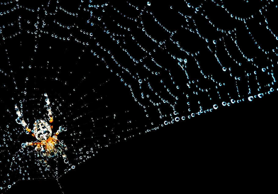 cobweb, spider, insect, nature, studio shot, no people, water HD wallpaper