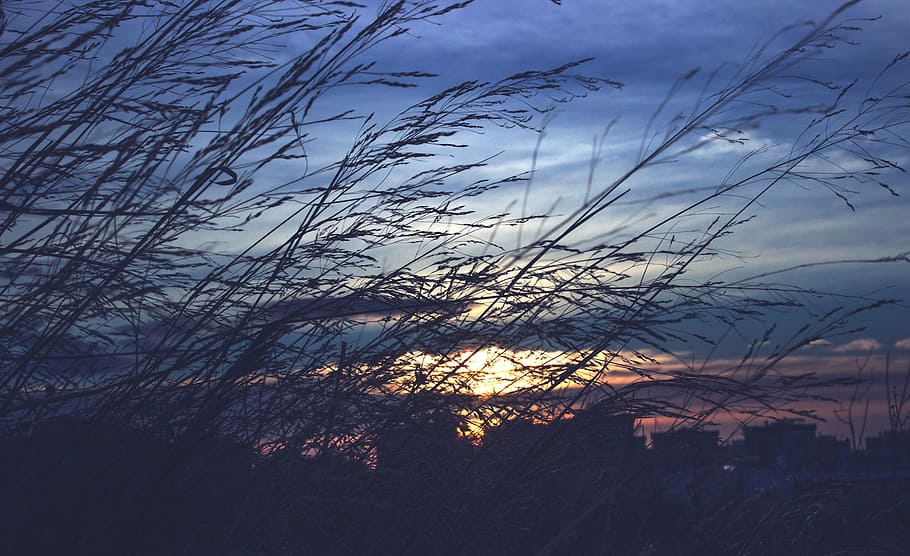 nature, light, plants, tomorrow, dawn, sky, cloud - sky, tree HD wallpaper