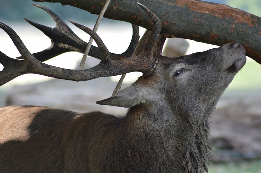deer, forest, nature, animal, mammal, animal themes, antler HD wallpaper