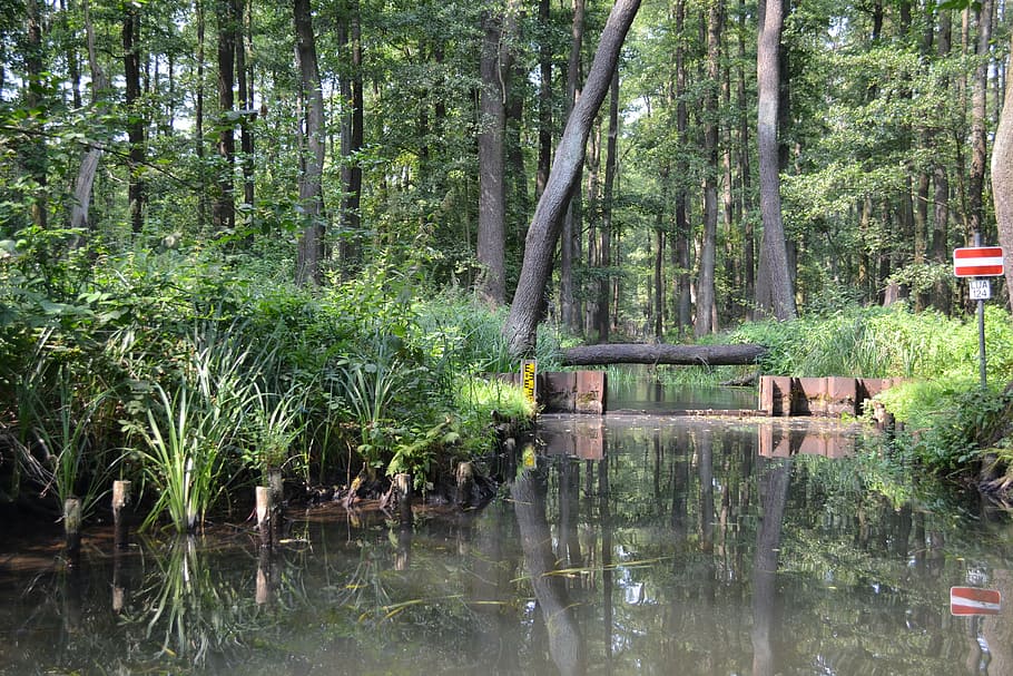 spreewald, lausitz, river, rivers, surface, plant, tree, water HD wallpaper