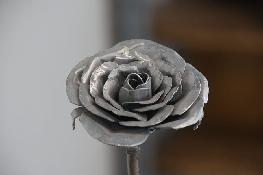 rose, silver, deco, blossom, bloom, close-up, freshness, flower HD wallpaper
