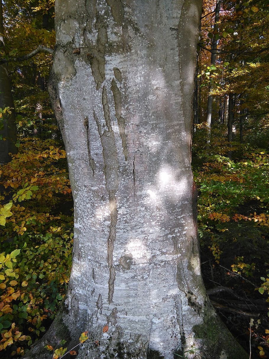 Booking, Master, Forest, Strains, Log, booking master, tree trunk HD wallpaper