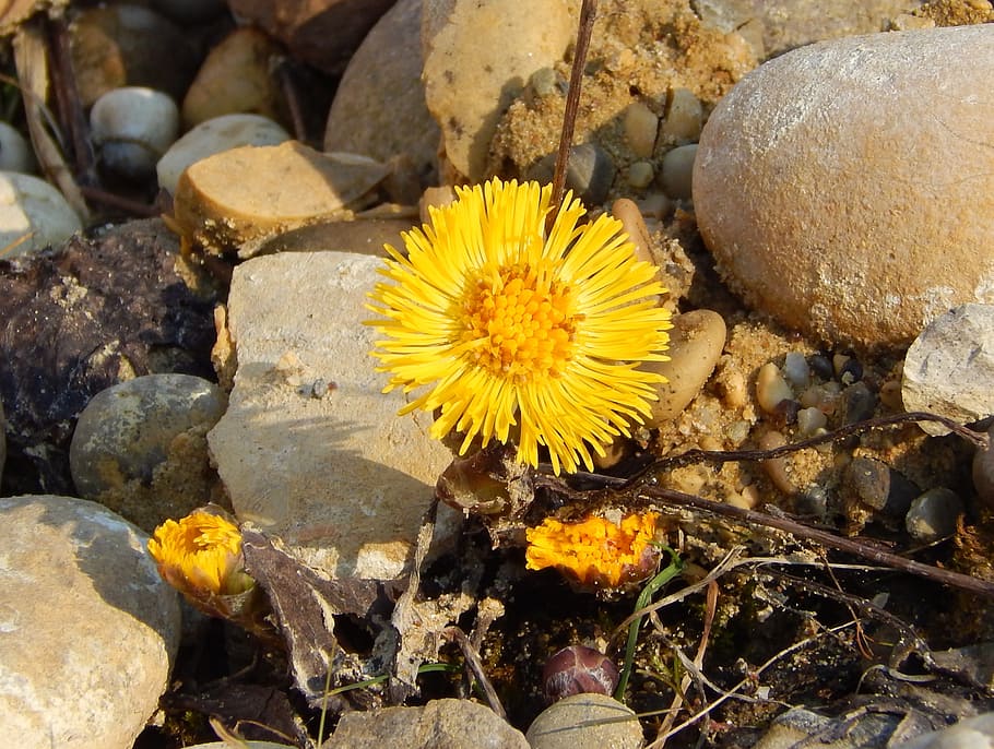 coltsfoot, herb, flower, spring, yellow, rock, solid, flowering plant HD wallpaper
