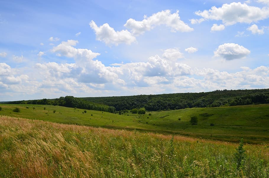 nature, yar, forest, fields, clouds, sky, summer, leaves, tree HD wallpaper
