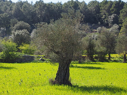 HD wallpaper: salento, olive, puglia, olive grove, plants, collect, sun