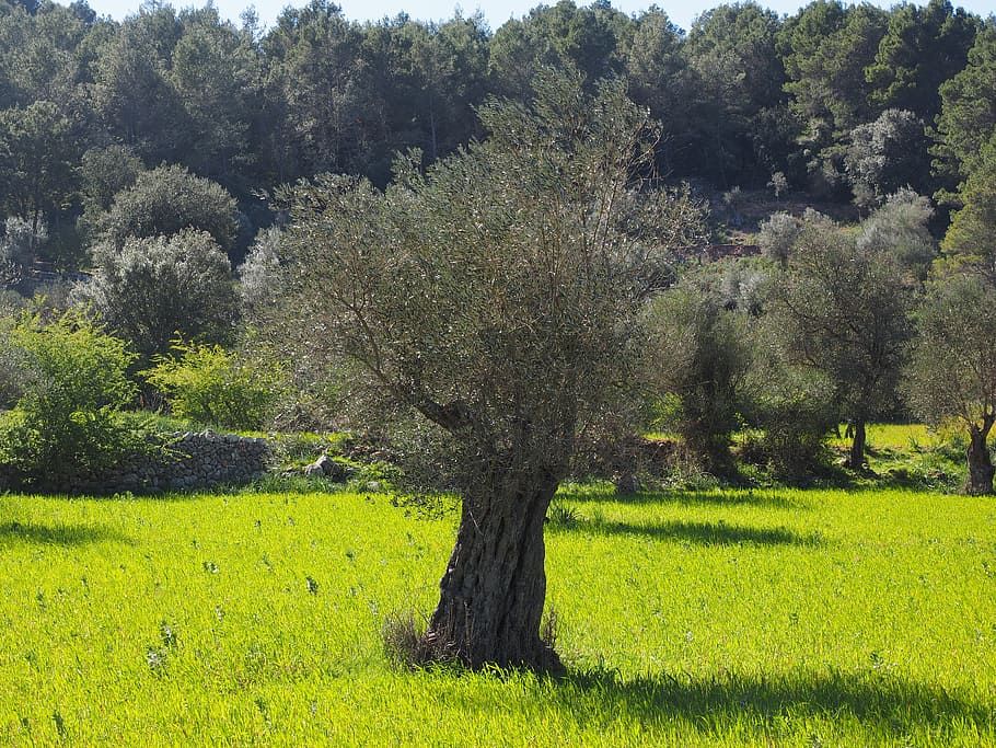 Olive Grove 1080p 2k 4k 5k Hd Wallpapers Free Download