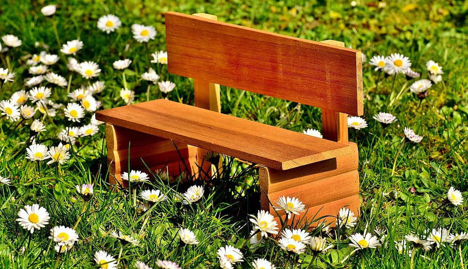 brown wooden bench on white daisy flower field at daytime, meadow HD wallpaper