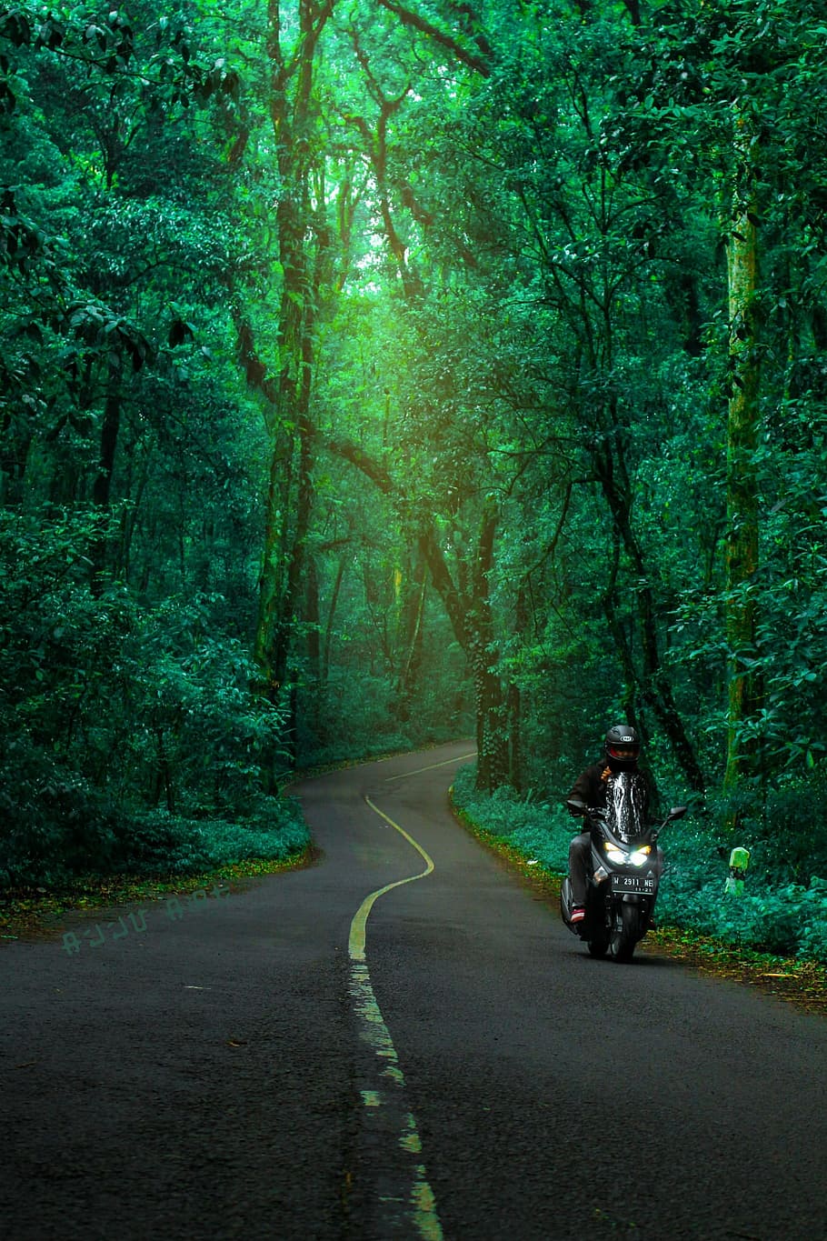 Forest, Tree, Green, Road, the tree, road in the forest, motor HD wallpaper