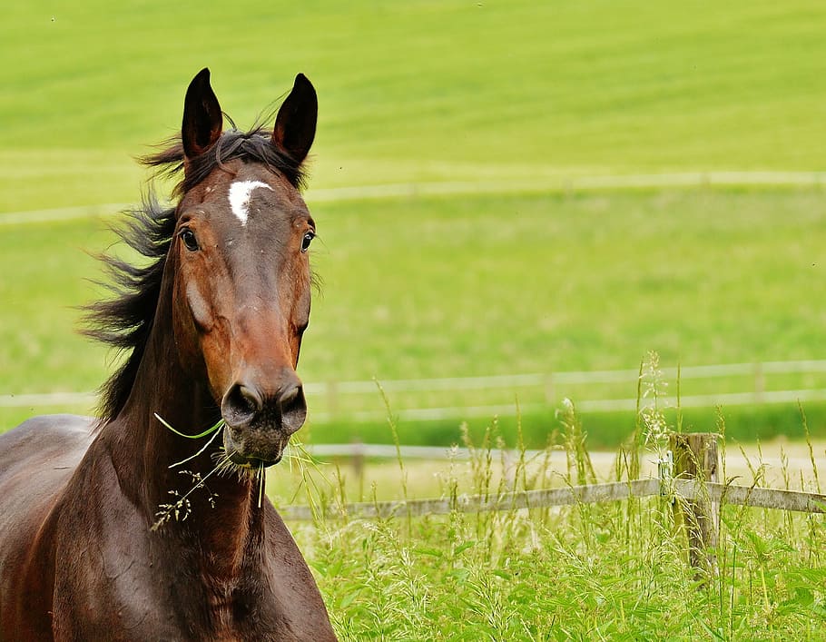 brown horse near green grass, coupling, stallion, eat, paddock HD wallpaper