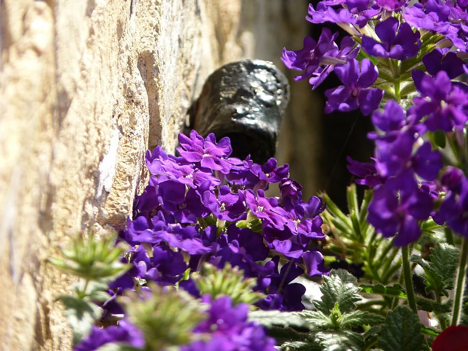 close, blossom, bloom, flower, violet, purple, flowerpot, floral decorations HD wallpaper