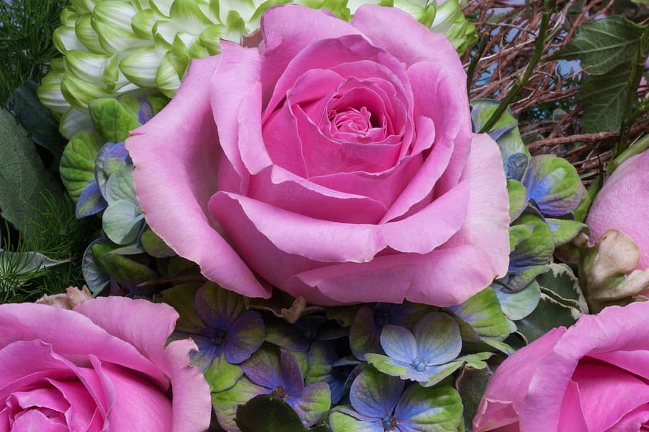 selective focus photography of pink roses, composites, flowers HD wallpaper