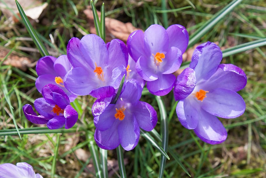 Crocus, Flower, Spring, Nature, Season, plant, garden, floral HD wallpaper