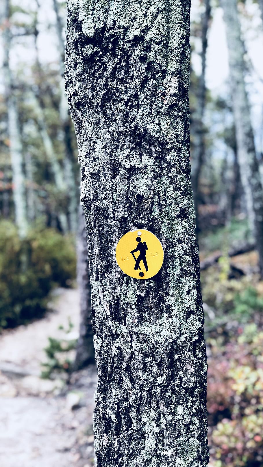 No trespassing signage, yellow signage on tree trunk, bark, walking HD wallpaper