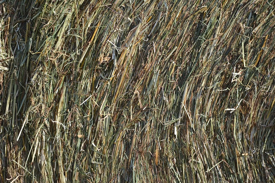 hay, roller, nature, texture, dry, grass, backgrounds, plant HD wallpaper