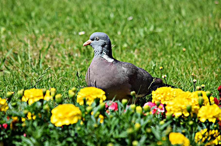 dove, bird, park, plant, animal themes, flower, flowering plant HD wallpaper