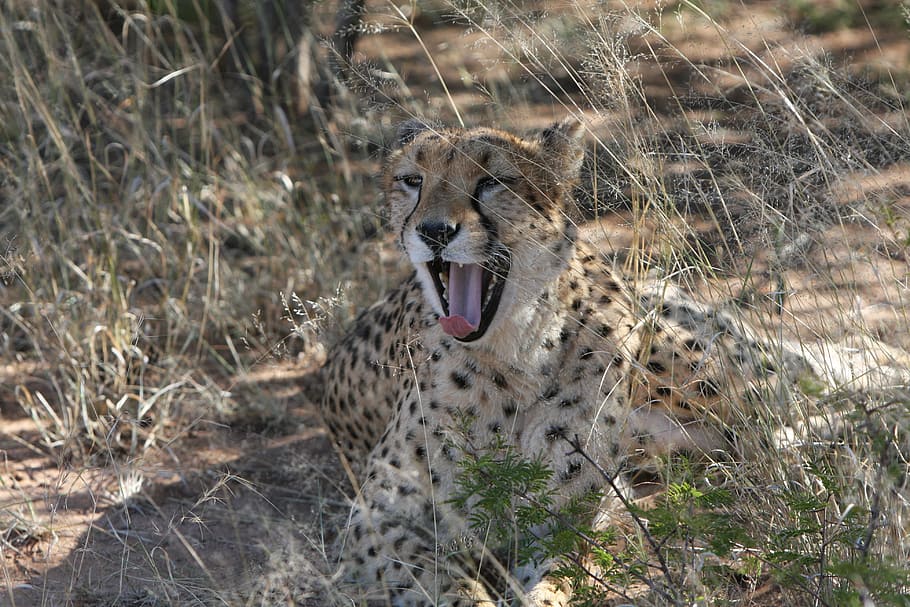 cheetah, predator, namibia, wild, nature, wilderness, safari HD wallpaper