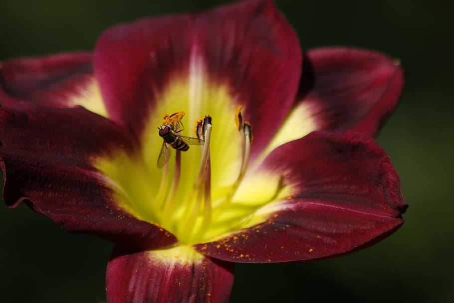 bee, pollen, flower, nature, nectar, yellow, honeybee, pollinate HD wallpaper