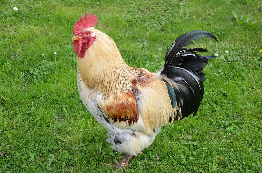 hahn, gockel, animal, bird, farm, nature, domestic animals HD wallpaper