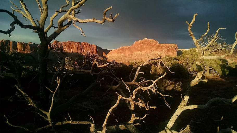 bare trees near rock mountain, canyon, desert, landscape, environment HD wallpaper
