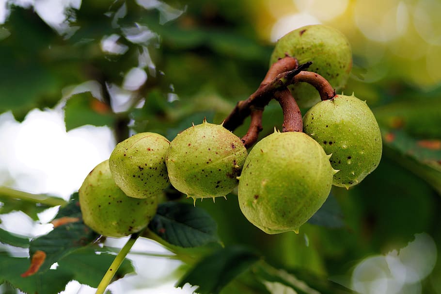chestnut, tree, fruits, chestnut tree, green, immature, summer HD wallpaper