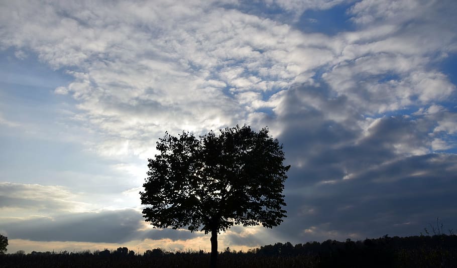 tree, evening, sunset, landscape, sky, atmosphere, autumn, mood HD wallpaper