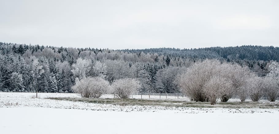 Landscape, Panorama, Forest, Tree, winter, snow, wintry, light HD wallpaper