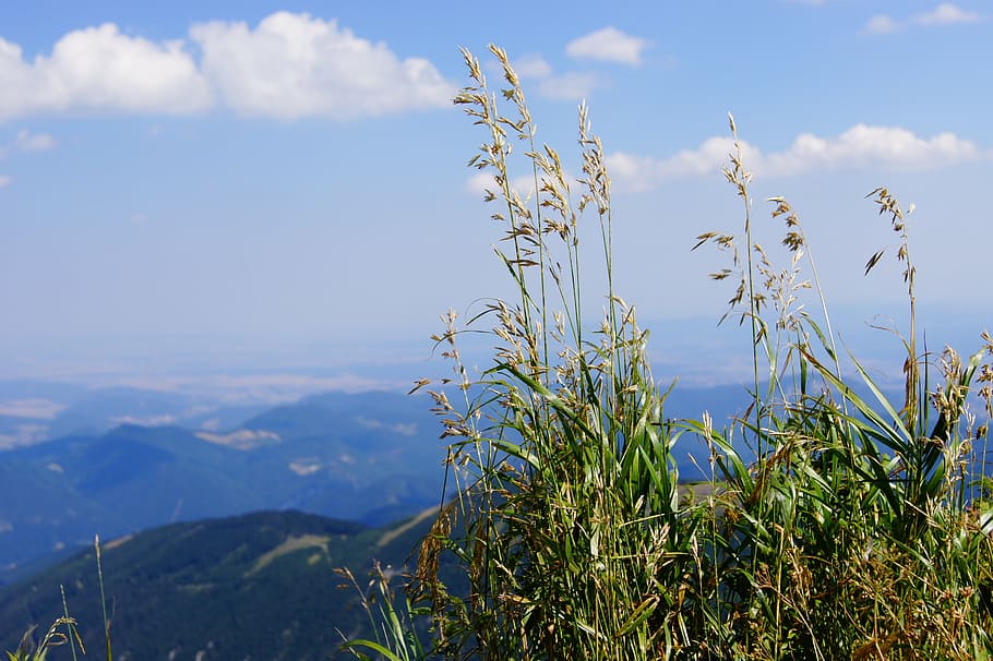 view, mountain, valley, alpine, sky, plant, growth, beauty in nature HD wallpaper