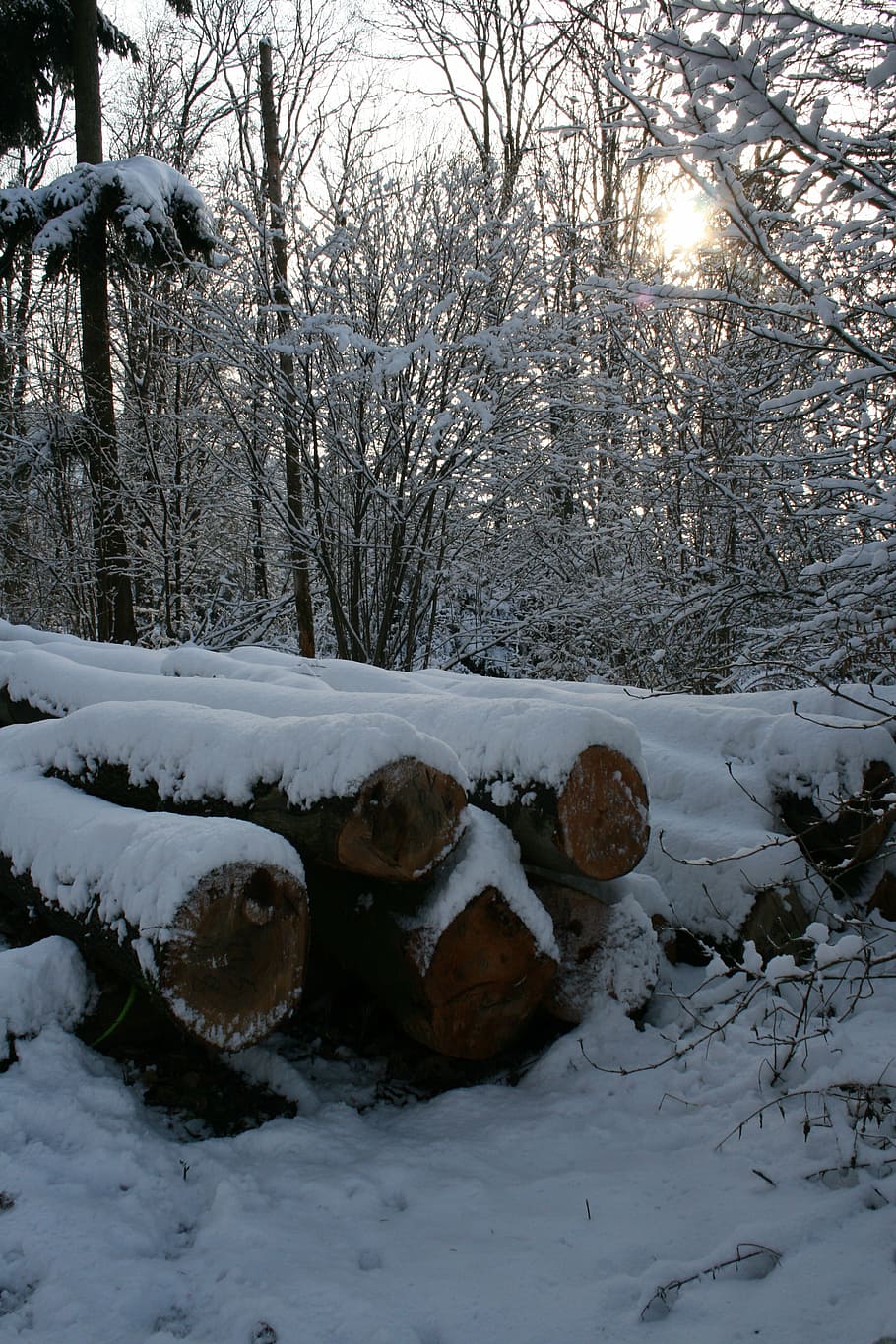 winter, forest, snow, cold temperature, tree, plant, nature HD wallpaper