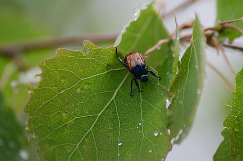 leaf bettle, insect, nature, bug, life, pest, plant, season HD wallpaper