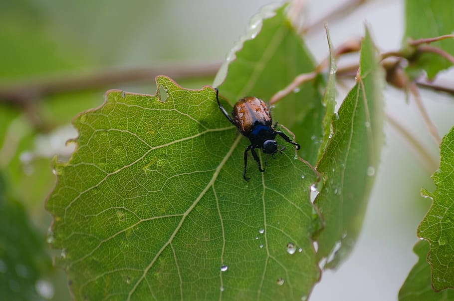 leaf bettle, insect, nature, bug, life, pest, plant, season HD wallpaper