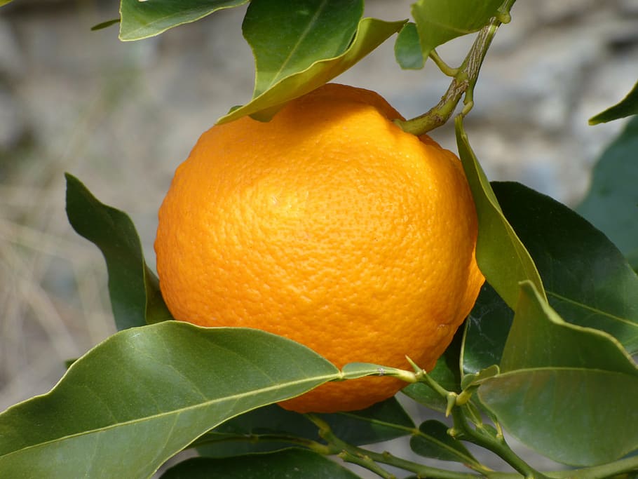 orange, naranjo, tree, citric, citrus Fruit, freshness, food HD wallpaper