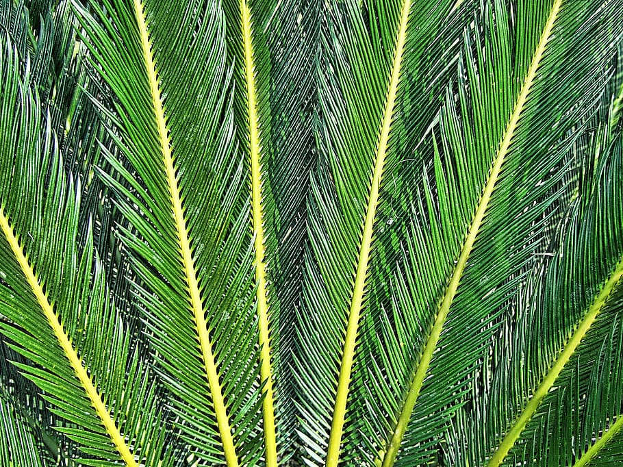 closeup photography of green leafed plant, fern, texture, rays HD wallpaper