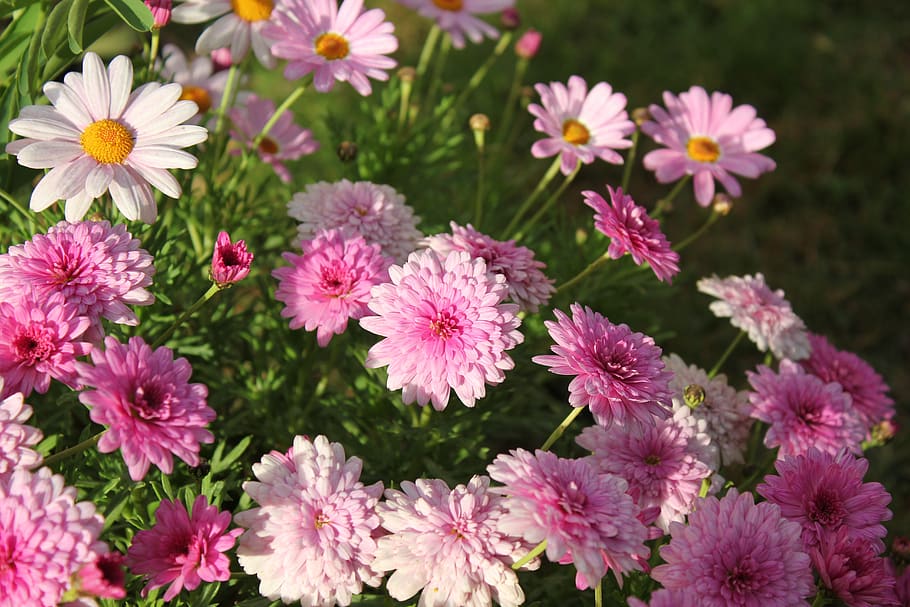 colors, flowers, pink, white, flowering plant, freshness, fragility HD wallpaper