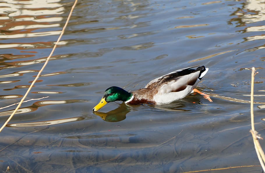 duck, bird, puddle, waters, lake, animal themes, vertebrate HD wallpaper