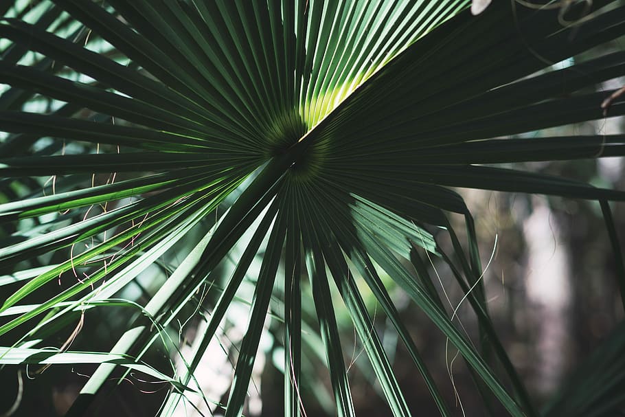 green leafed plant during daytime, close up photo of fan palm HD wallpaper
