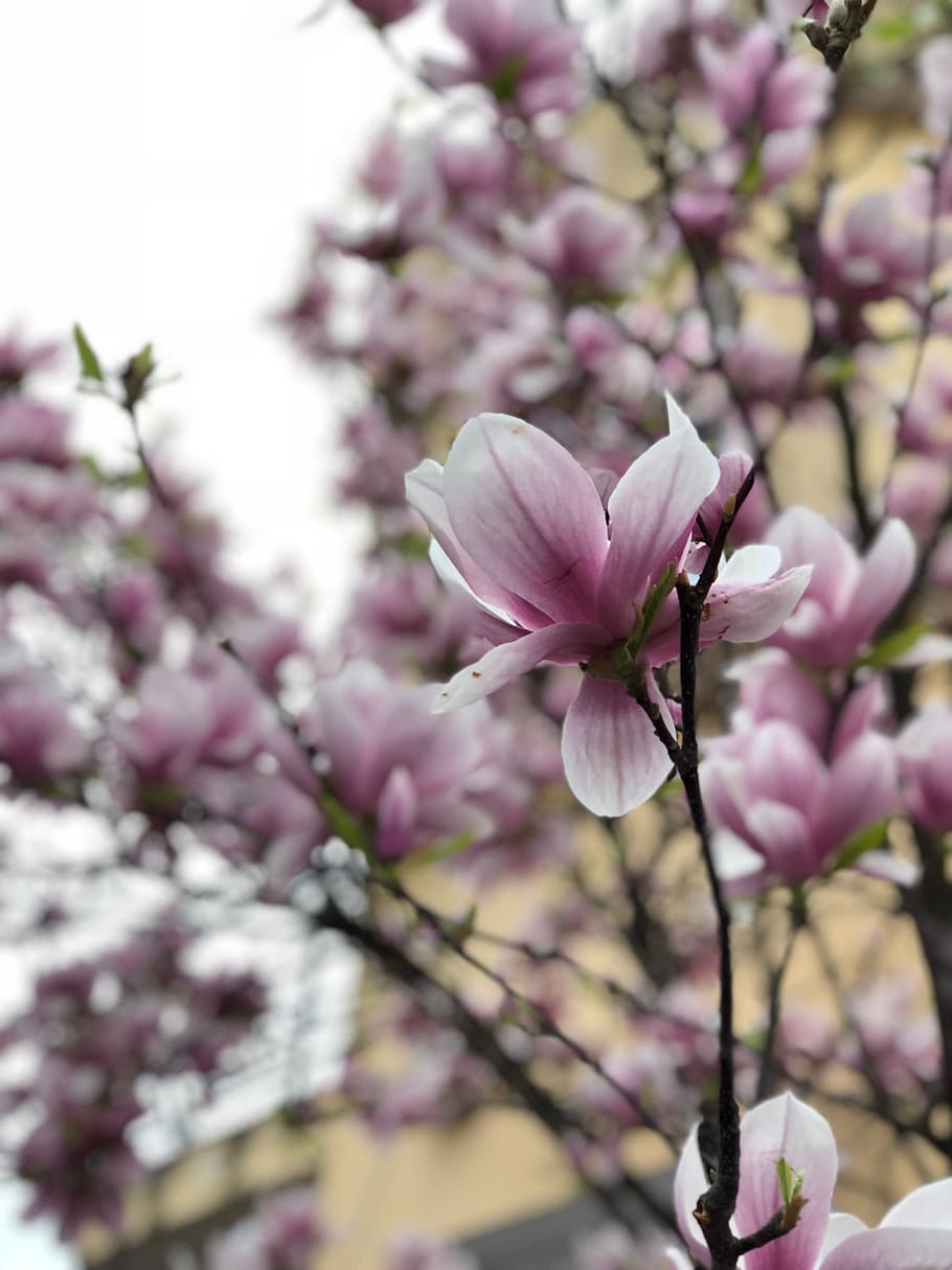 bokeh, flowers, tree, spring, pink, bloom, nature, garden, flowering plant HD wallpaper
