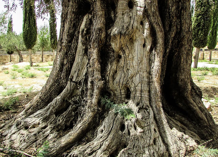 Stump, Olive, Tree, Old, Nature, environment, green, garden HD wallpaper