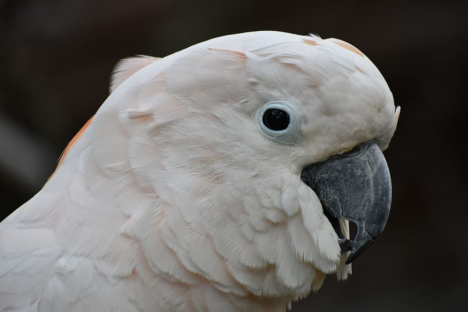 cockatoos, bird, head, white, parrot, animal, nature, white cockatoo