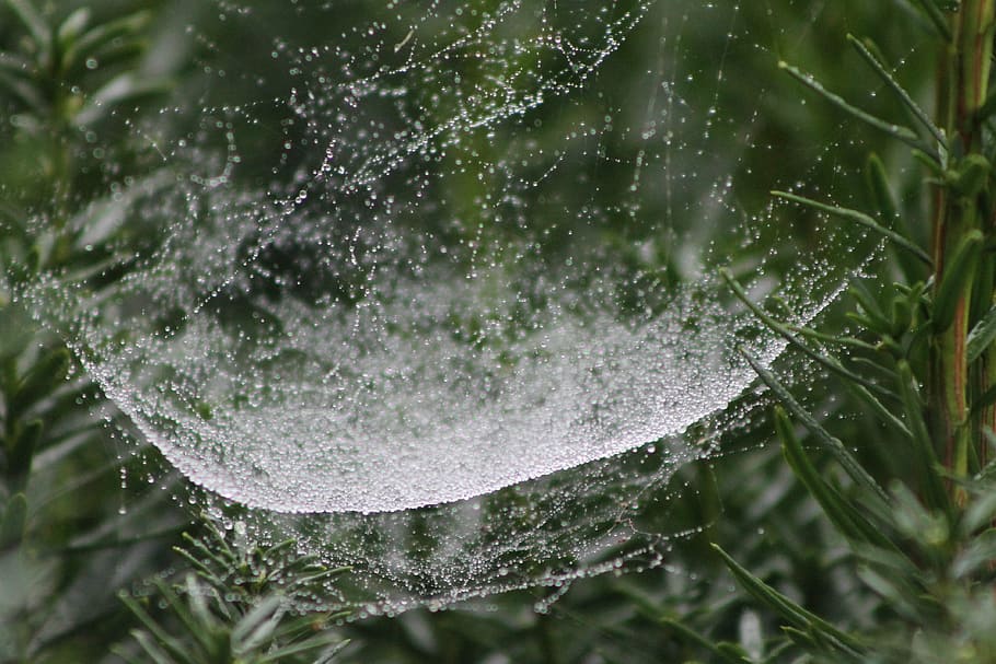 web, spider, garden, drops, water, close-up, plant, nature HD wallpaper