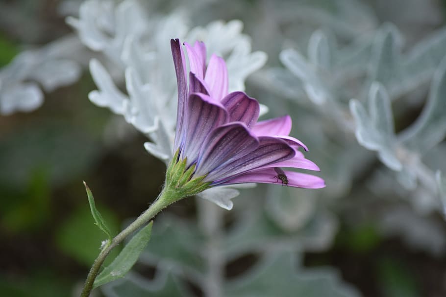 purple, flower, spring, flowering plant, freshness, close-up HD wallpaper