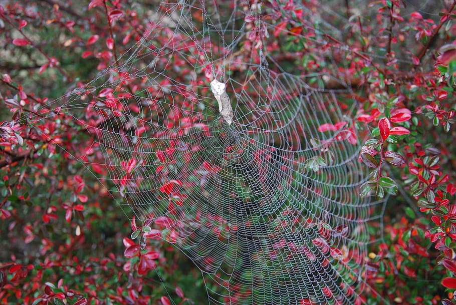 spiderweb, frost, australia, red berries, cobweb, nature, morning HD wallpaper