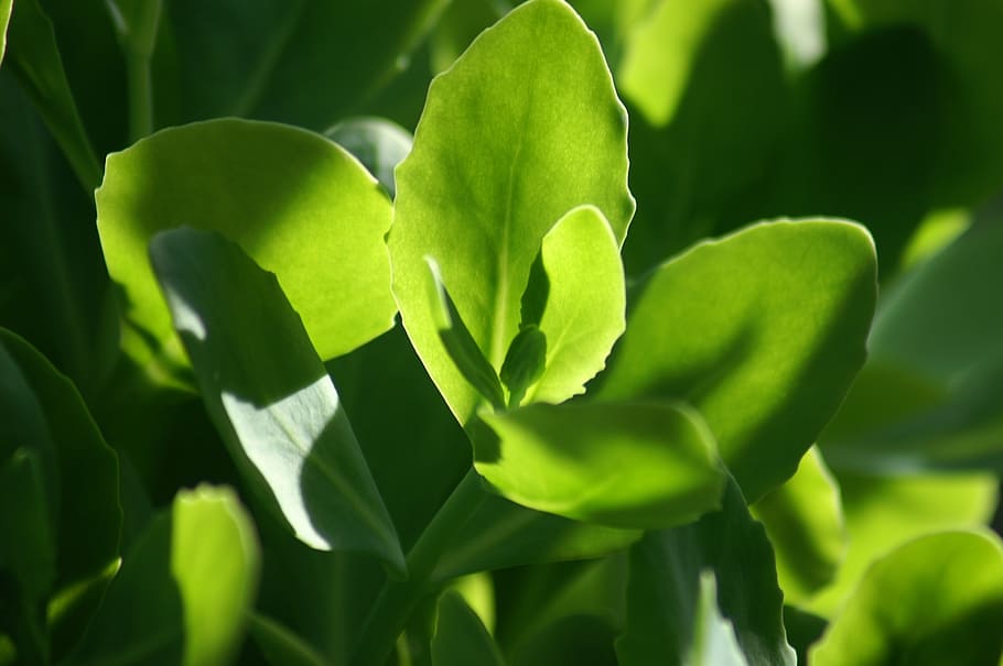 green, leaves, tree, forest, nature, green color, plant part HD wallpaper