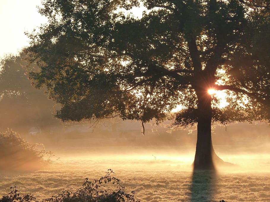 green leafed tree hit by sunlight, fall, mist, morning, nature HD wallpaper