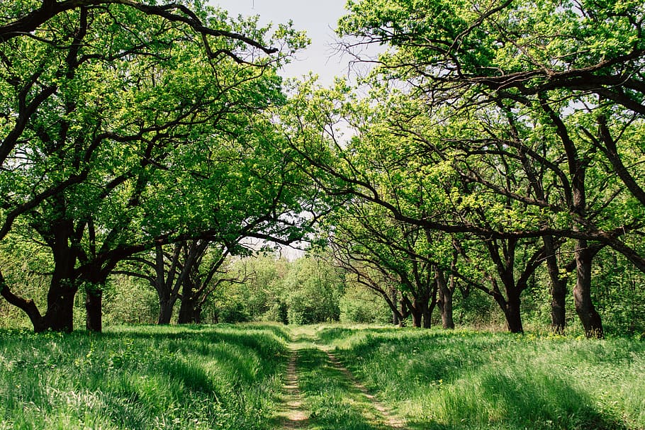 green grass near trees at daytiem, plant, nature, field, forest, HD wallpaper