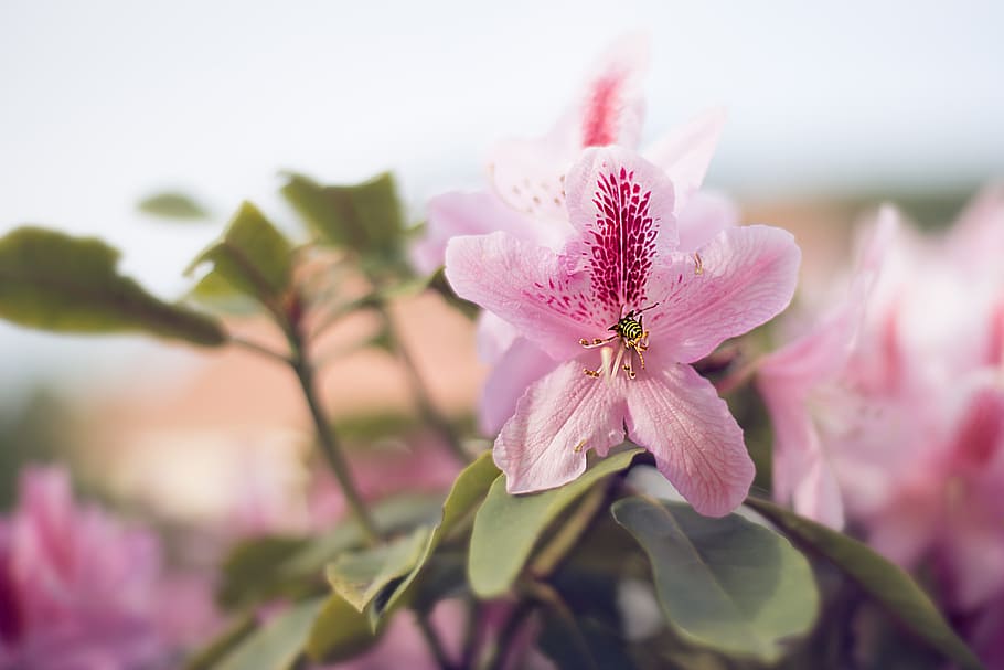 Close-up Photography of Pink Petaled Flowers, bloom, blossom HD wallpaper