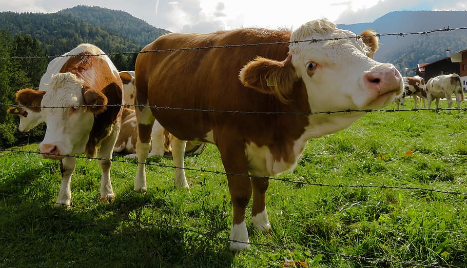 field, farm, grass, meadow, animals, cattle, cow, farmland, fence HD wallpaper