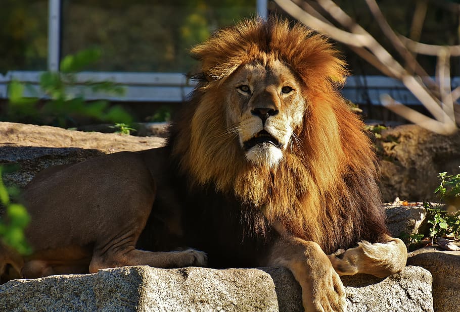 male brown lion sitting on rock, predator, dangerous, mane HD wallpaper