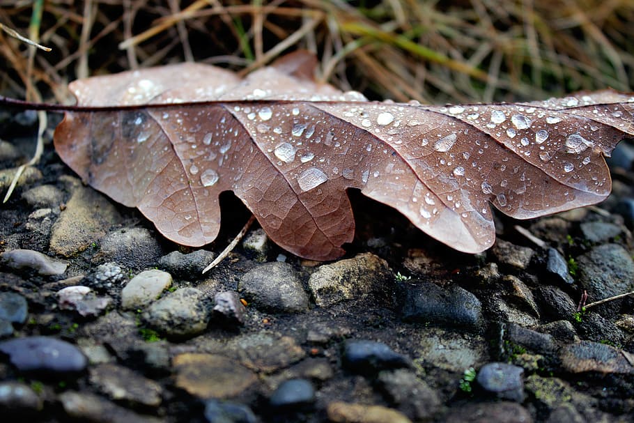 leaf, autumn, drip, brown, stones, leaves, nature, plant part HD wallpaper