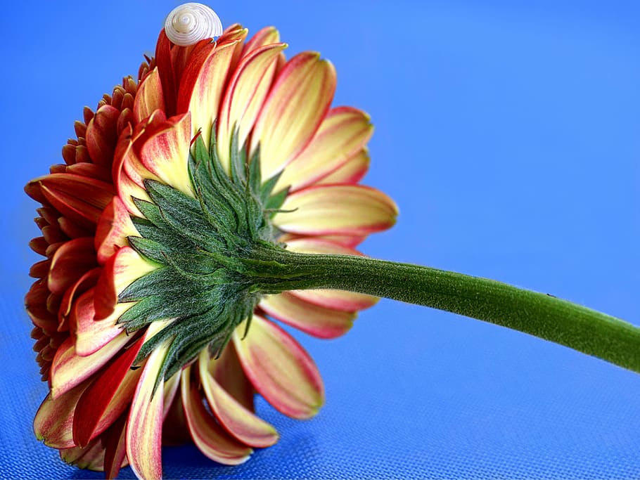 red petaled flower close-up photography, gerbera, blossom, bloom HD wallpaper